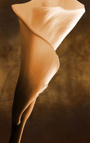 Compatible Blumen JAHRRIESNGE  for flowers-lpf07592 