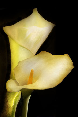 Compatible Blumen JAHRRIESNGE  for flowers-lpf07603 