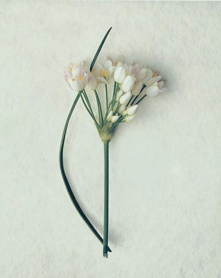 Compatible Blumen JAHRRIESNGE  for flowers lpf07893 