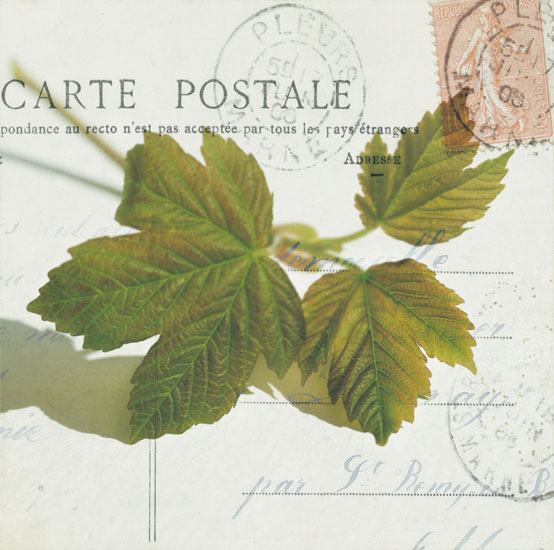 Compatible Blumen JAHRRIESNGE  for leaves lpf07937 