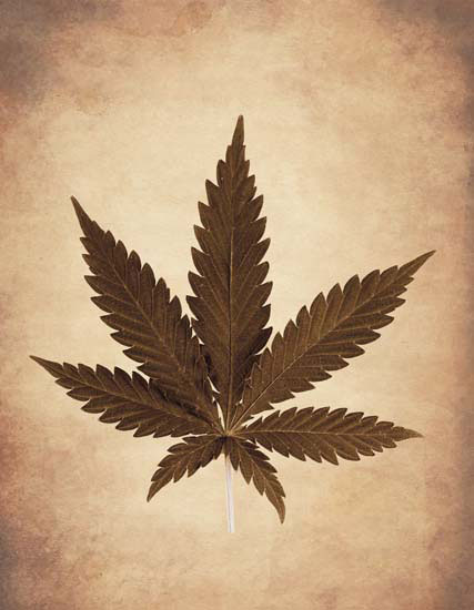 Compatible Blumen JAHRRIESNGE  for leaf lpf08075 