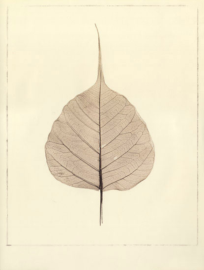 Compatible Blumen JAHRRIESNGE  for leaf lpf08079 