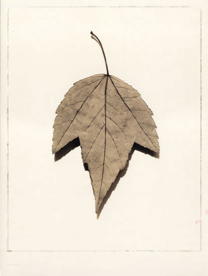 Compatible Blumen JAHRRIESNGE  for leaf lpf08081 