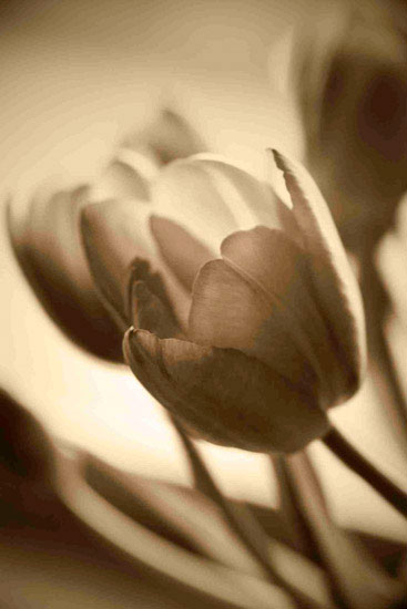 Compatible Blumen JAHRRIESNGE  for flowers lpf10162 