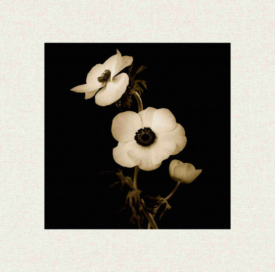 Compatible Blumen JAHRRIESNGE  for flowers lpf10225 