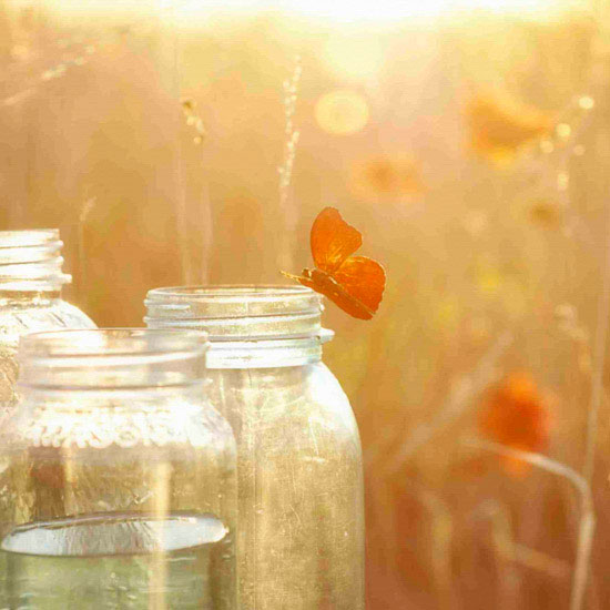 Compatible Porträt Jahrriesnge  for butterfly lpf10494 