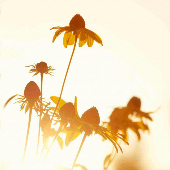 Compatible Porträt Jahrriesnge  for flowers lpf10496 